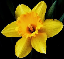 Il fiore narciso di colore giallo